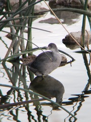 Fulica americana