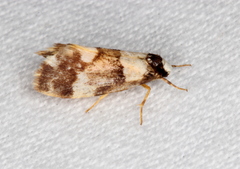 Philenora chionastis