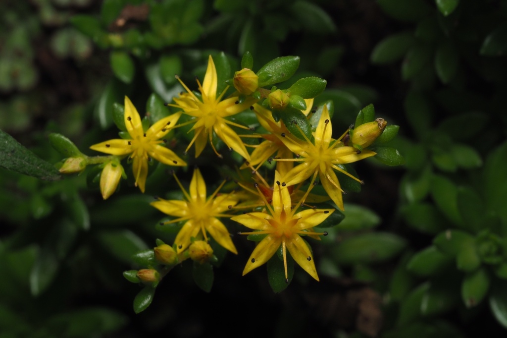 Sedum kwanwuense