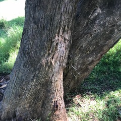 Eucalyptus radiata radiata