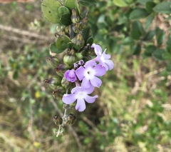 Duranta triacantha
