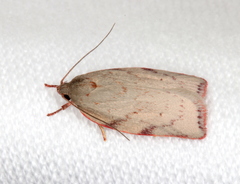 Euchaetis inceptella