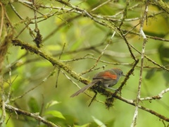 Synallaxis brachyura