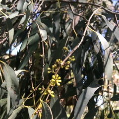 Eucalyptus radiata radiata
