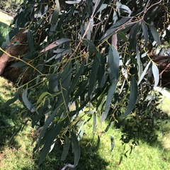Eucalyptus radiata radiata