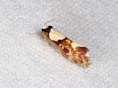 Philenora elegans