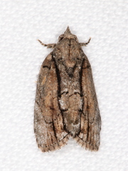 Etanna clopaea