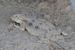 Phrynosoma mcallii