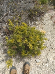Synaphea spinulosa