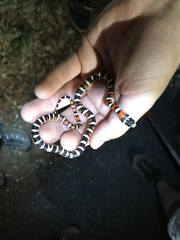 Lampropeltis knoblochi