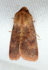 Australothis rubrescens