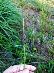 Sporobolus compositus