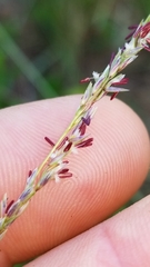 Sporobolus compositus