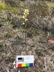 Prasophyllum cyphochilum