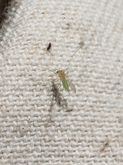 Chironomidae