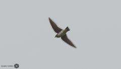 Petrochelidon fulva