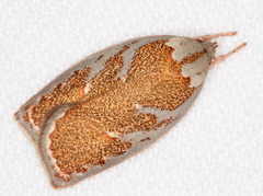 Euchaetis rhizobola
