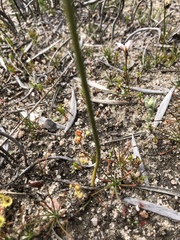 Prasophyllum cyphochilum