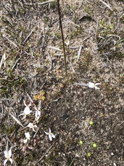 Prasophyllum cyphochilum