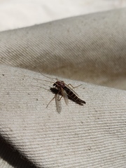 Chironomidae