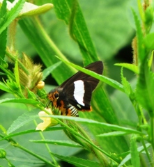 Coeliades forestan forestan