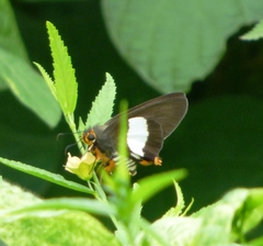 Coeliades forestan forestan