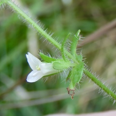 Gratiola pilosa