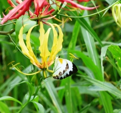 Nepheronia