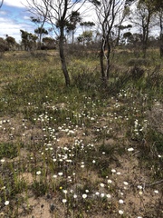 Prasophyllum cyphochilum