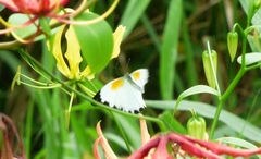 Nepheronia