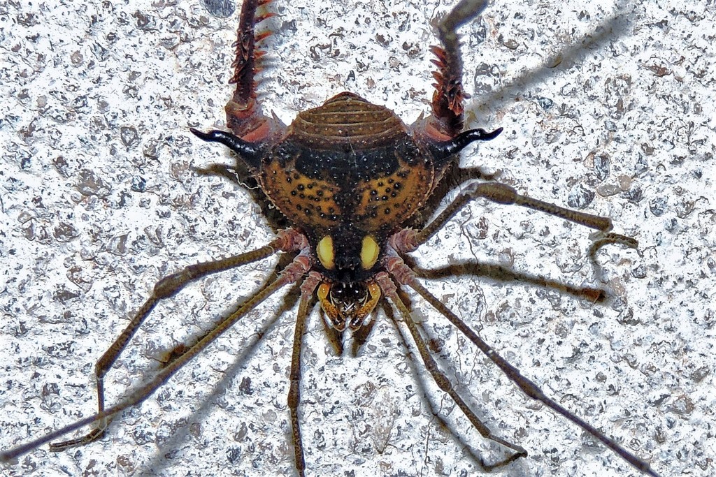 daddy longlegs