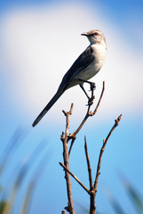 Mimus gilvus antelius