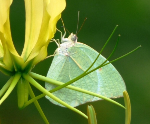 African Migrant