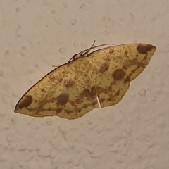 Periclina apricaria