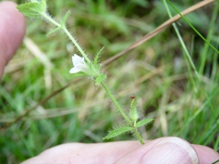 Gratiola pilosa