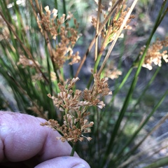 Juncus effusus austrocalifornicus