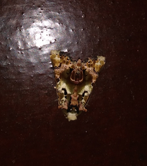 Heterochroma hypatia