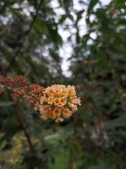 Buddleja