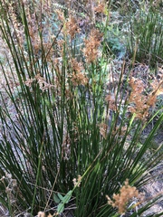 Juncus effusus austrocalifornicus