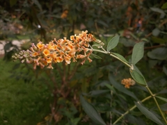 Buddleja