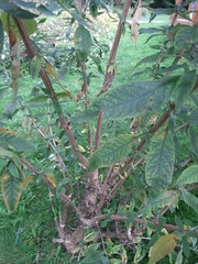 Buddleja