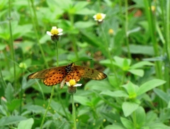 Acraea pseudegina