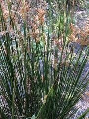 Juncus effusus austrocalifornicus