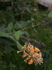 Buddleja