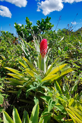 Quesnelia quesneliana