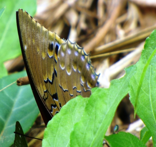 Common Blue Charaxes