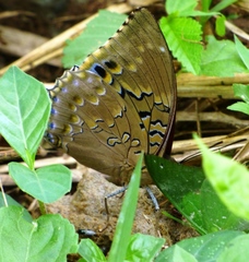 Charaxes