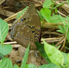 Charaxes