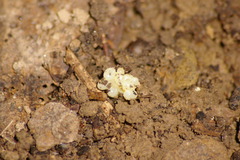 Plethodon electromorphus