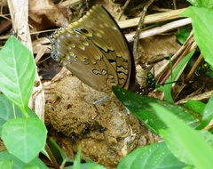 Charaxes